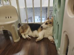 -柯斗斗主题餐厅·狗咖·围炉煮茶·茶饮(国瑞升平里店)