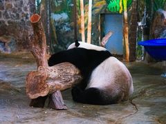 -海南热带野生动植物园