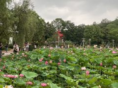 -重庆园博园