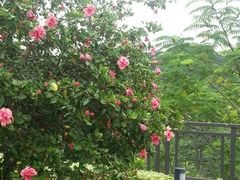 android_upload_pic-深圳麒麟山庄