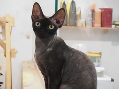 -楼上猫咖(罗湖店)