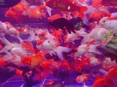 -朝来春花卉市场