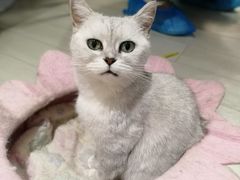 -喵的天空名猫咖啡馆·撸猫·猫舍·用品