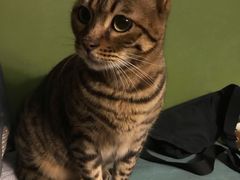 -猫猫幼稚园·撸猫·桌游·电玩