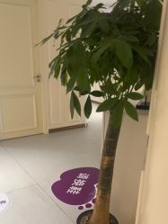 -广州美莱医疗美容医院