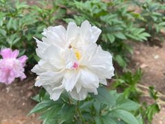 -仁和公园(顺义区)