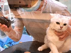 -momokira米努特·德文卷毛猫·棉花面纱犬