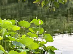 -荔湾湖公园