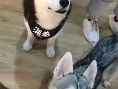 -Husky Go! 哈士奇体验馆·宠物咖啡厅狗咖