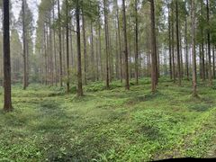 -黄海国家森林公园