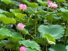 -荔湾湖公园