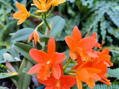 -国家植物园南园