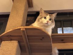 -more than meow吴止猫主题餐厅(承德 中船汇店)