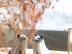 -猫里有甜