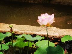 -滕州微山湖红荷湿地景区