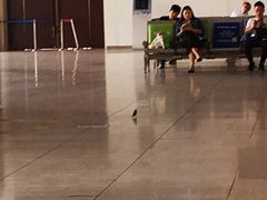 谁说园区没有鸟-苏州园区站
