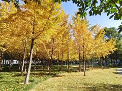 -西北湖绿化广场