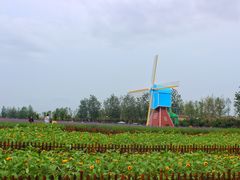 -荷兰花海