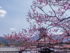 -醍醐寺