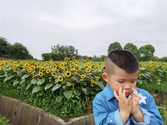 -杭州湾海上花田景区
