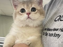 -lincat·猫舍(广州店)