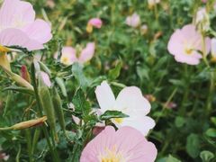 -洋湖国家湿地公园