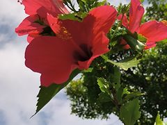 -福田红树林生态公园