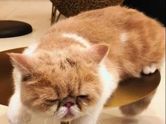 -飞行喵MR PILOT|猫舍·猫咖(静安大融城店)