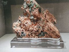 -陕西自然博物馆