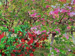 -济南国际园博园