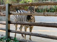 -泉州海丝野生动物世界