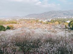 -香雪海