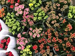 -金科花卉市场