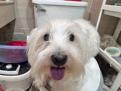 -伟伟宠物医院·CT影像中心·瑞派犬猫综合性门诊(汉口总院)