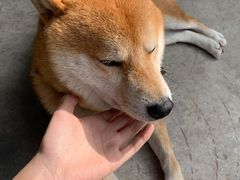 -柴犬高等学院·狗咖·柴犬售卖·宠物训练