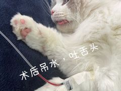 -爱侣宠医·鹦鹉专科·小型哺乳类·异宠专科(灵石路店)