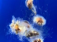 -海合安武汉极地海洋公园