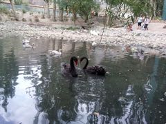 android_upload_pic-新疆天山野生动物园