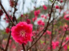 -南国桃园旅游度假区