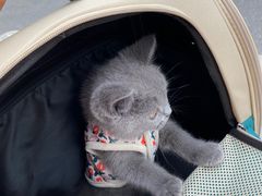 -喵zoo家庭繁育猫舍(尖东智能花园店)