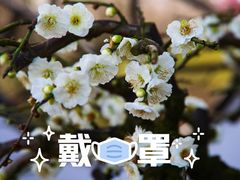 -香雪海