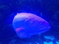 -芜湖新华联大白鲸海洋公园