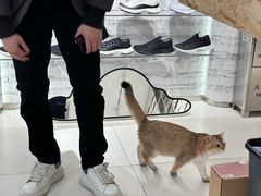 -allbirds(三里屯太古里南区店)