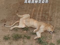 -西霞口神雕山野生动物世界