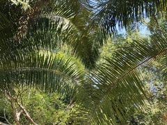 -中国科学院西双版纳热带植物园