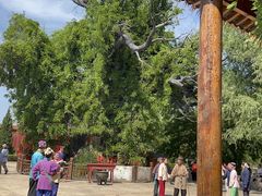 -大槐树寻根祭祖园