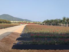 -亚龙湾国际玫瑰谷