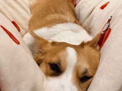 -翊宠yipet猫狗购宠庄园犬舍•猫舍