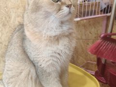 -和它·交个朋友·狗咖猫咖(爱琴海店)