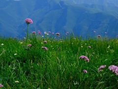 -白草畔自然风景区